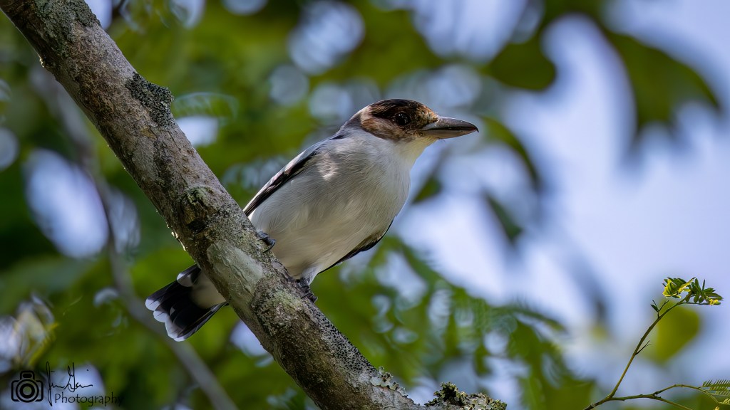 Lifer 660 – Black-crowned&nbsp;Tityra