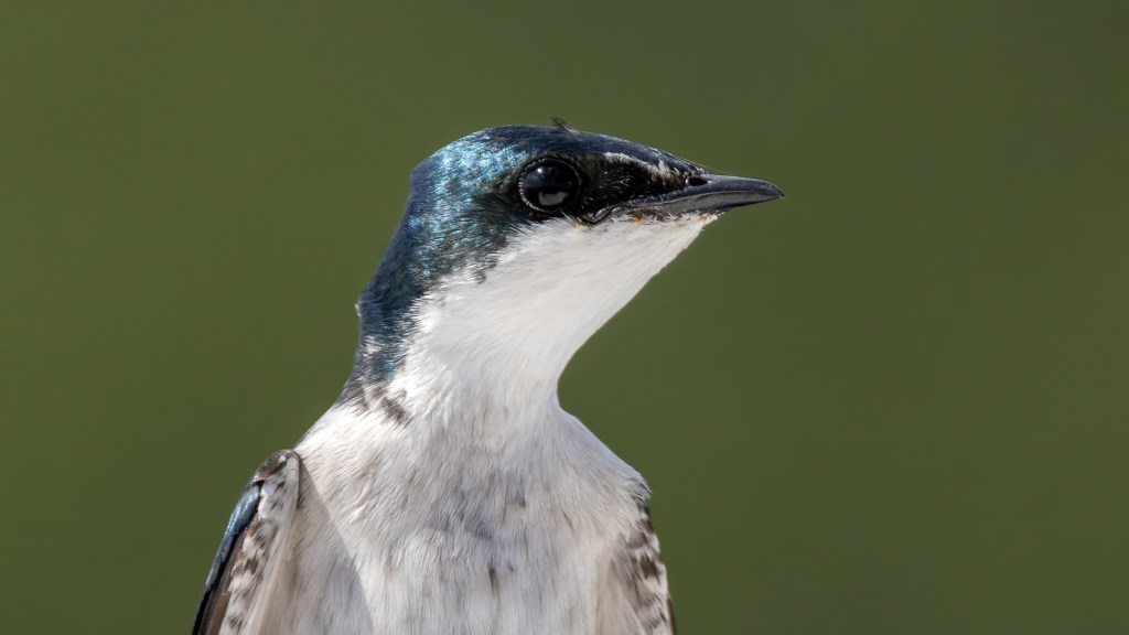 Lifer 654 – Mangrove&nbsp;Swallow