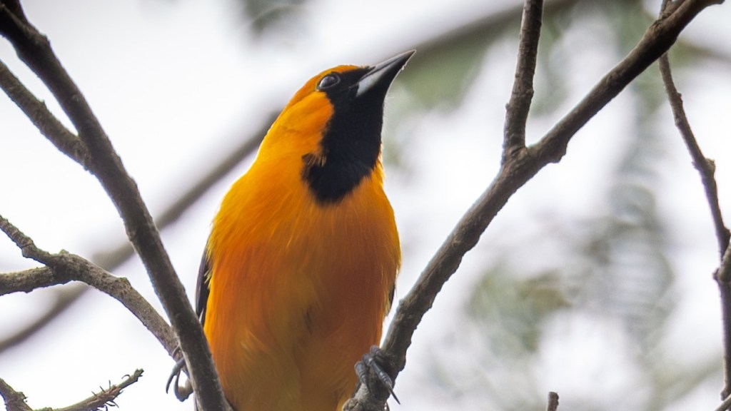 Lifer 666 – Orange&nbsp;Oriole