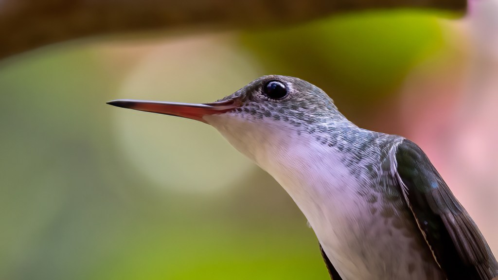 Lifer 627 – White-bellied&nbsp;Emerald