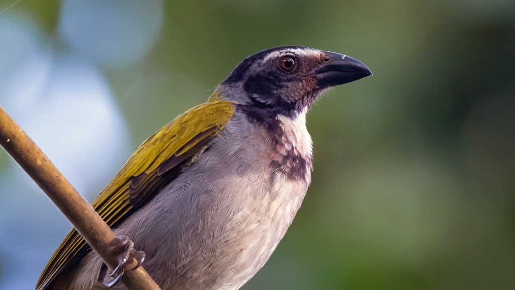 Lifer 647 – Black-headed&nbsp;Saltator