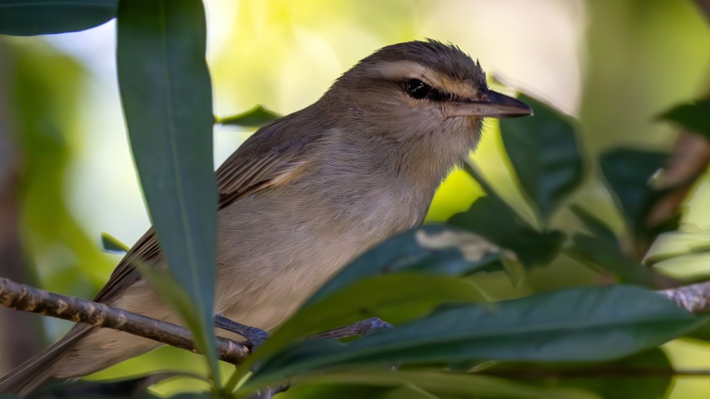 Lifer 653 – Yucatan&nbsp;Vireo