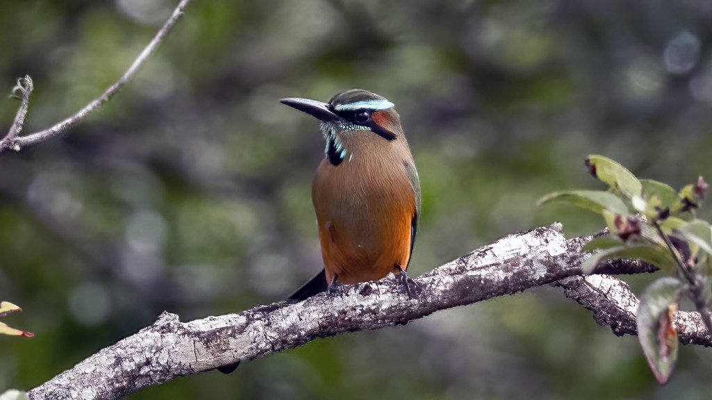 Lifer 628 – Turquoise-browed Motmot