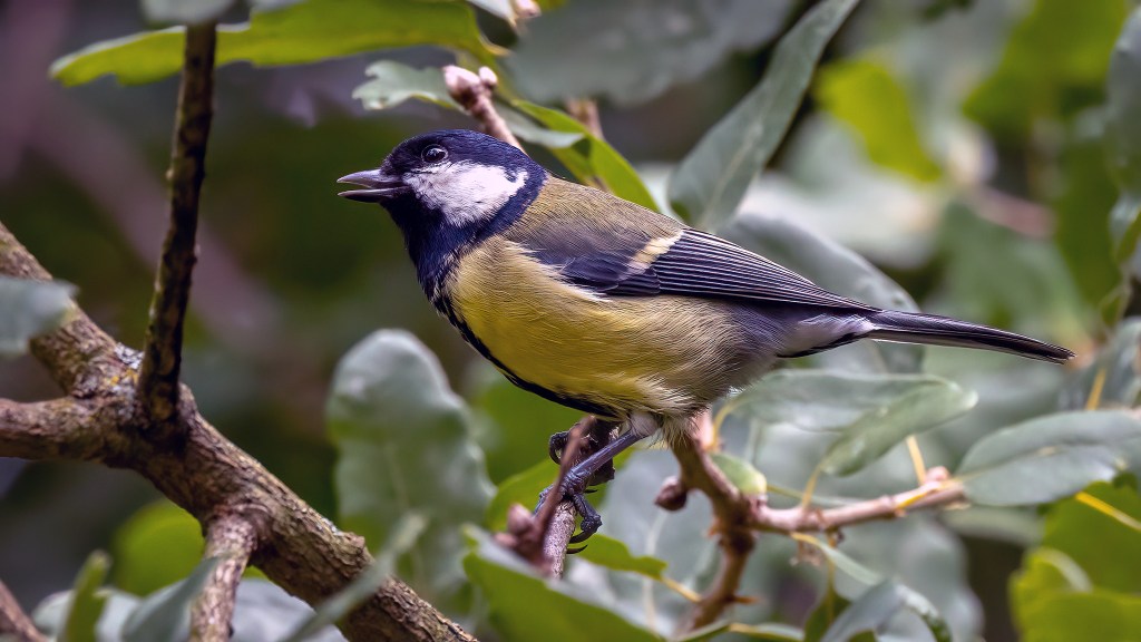 Great Tit