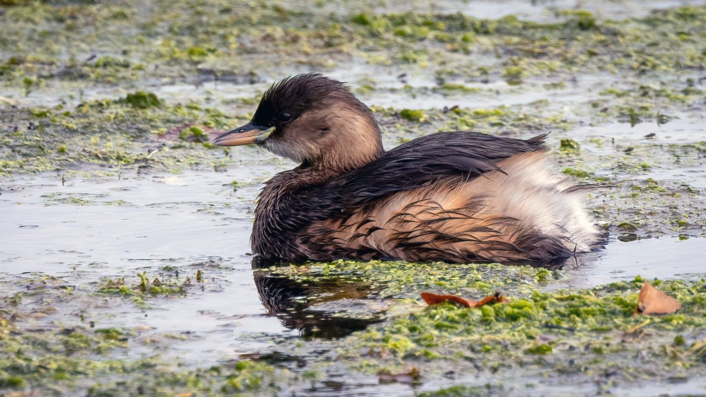 Little Grebe