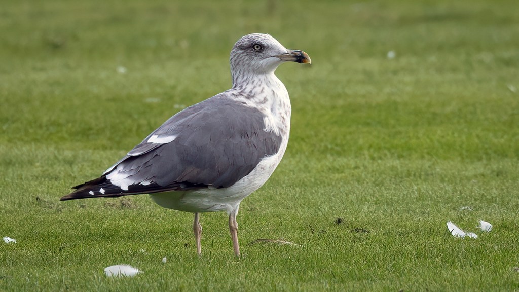 Lesser Black-backed Gull