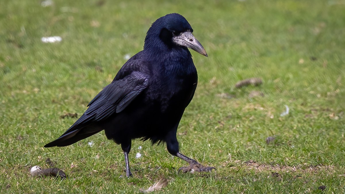 Rook – Reflections of the Natural World