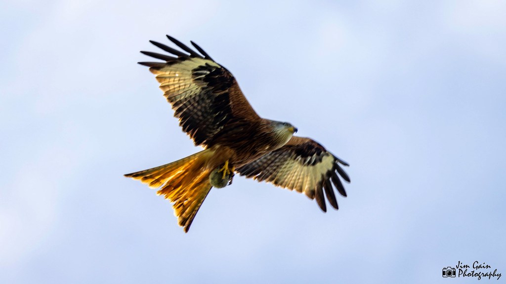 Red Kite