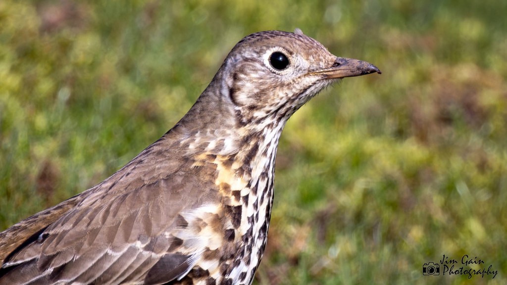 Mistle Thrush