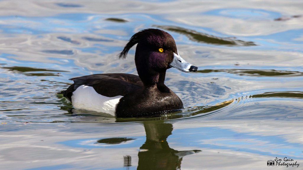Tufted Duck