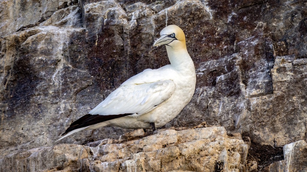 Northern Gannet