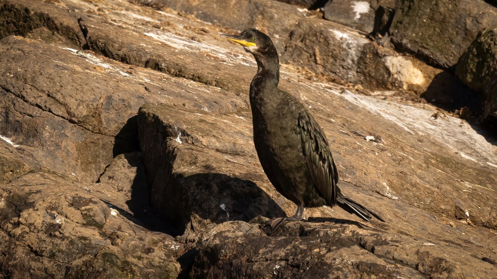 European Shag