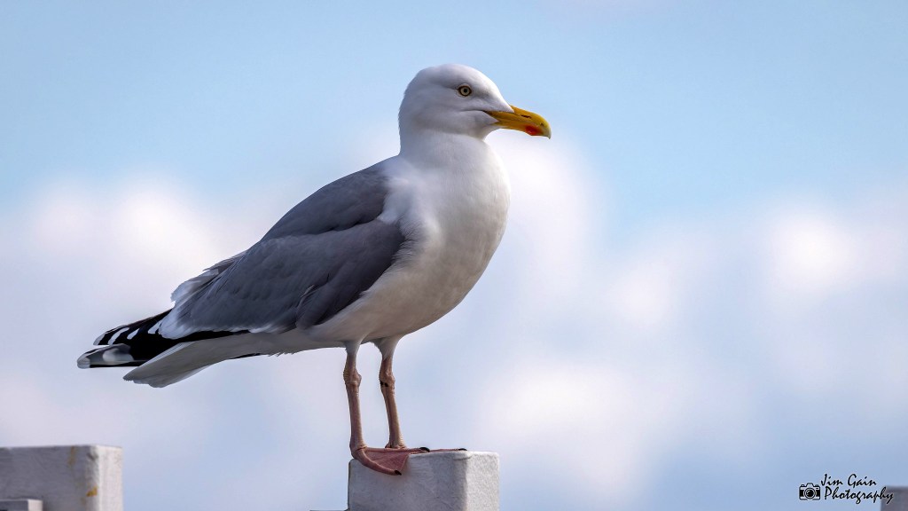 Herring Gull (Western&nbsp;European)