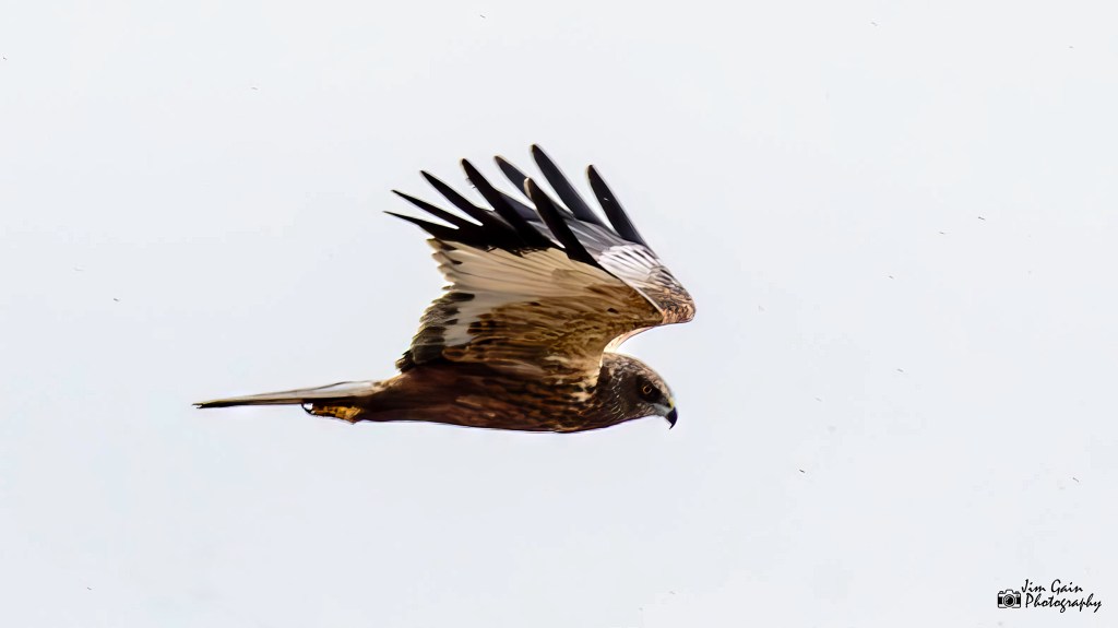 Western Marsh Harrier