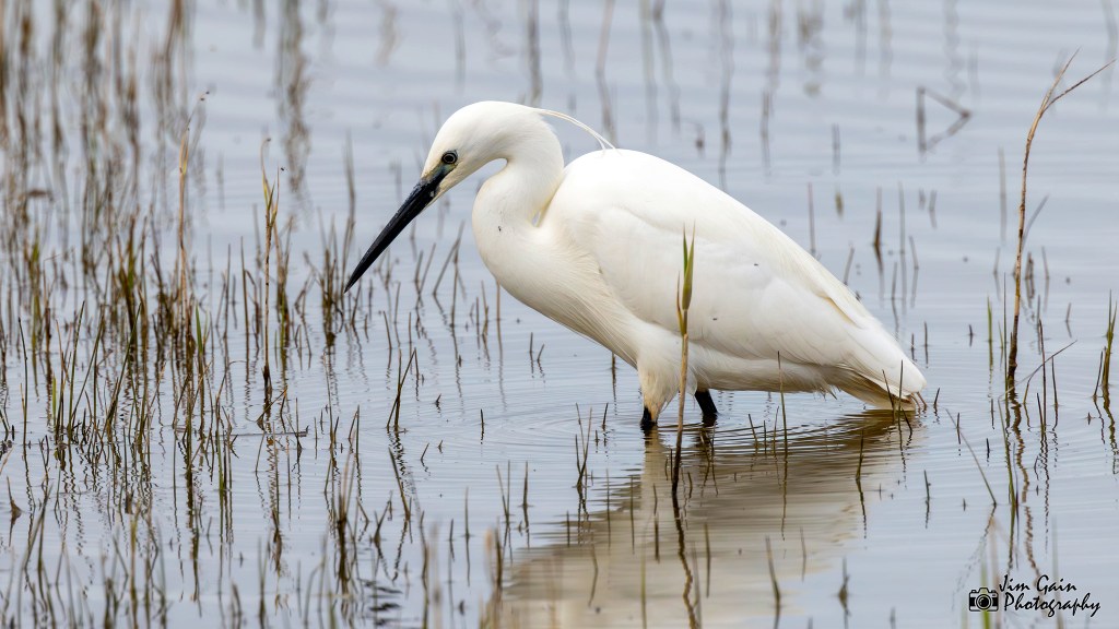 Little Egret