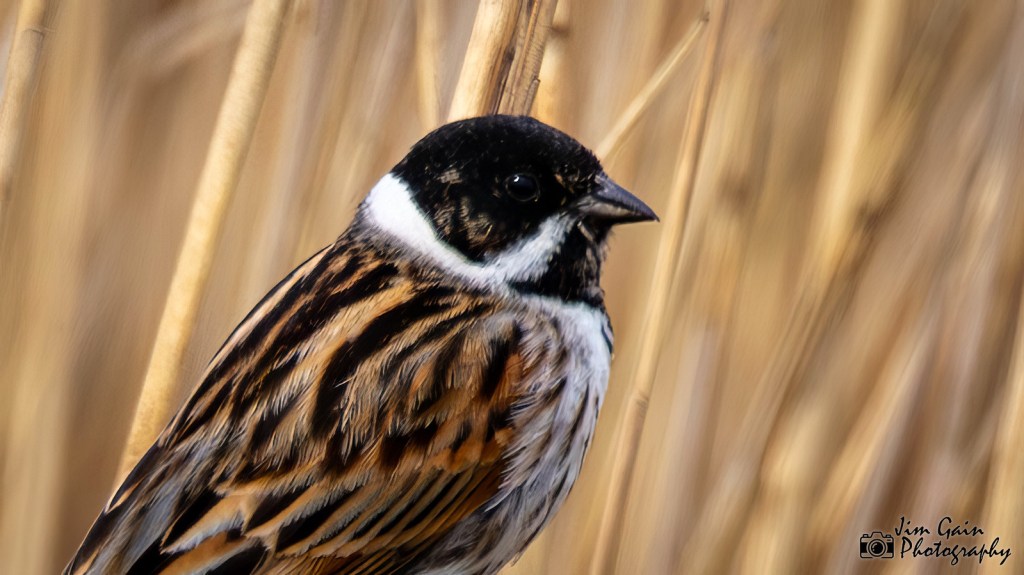 Reed Bunting