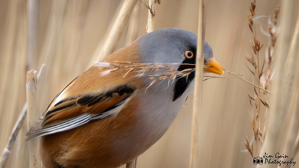 Bearded Reedling