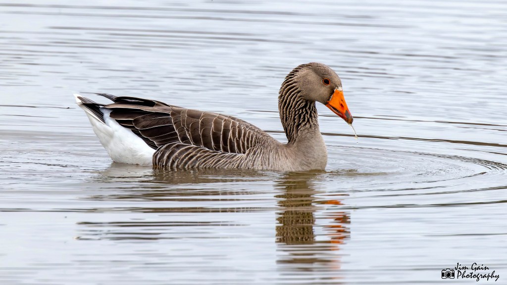 Graylag Goose
