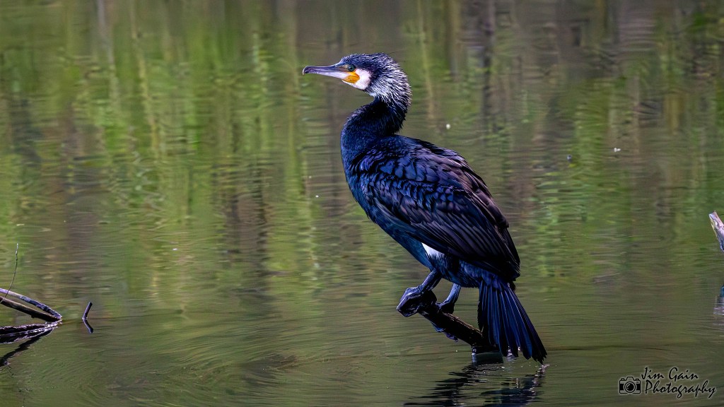 Great Cormorant
