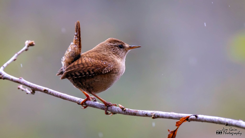 Eurasian Wren