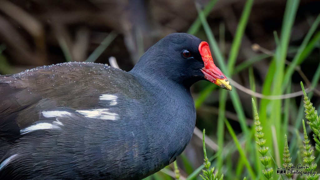 Eurasian Moorhen