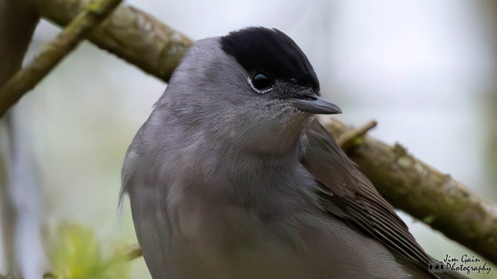 Eurasian Blackcap