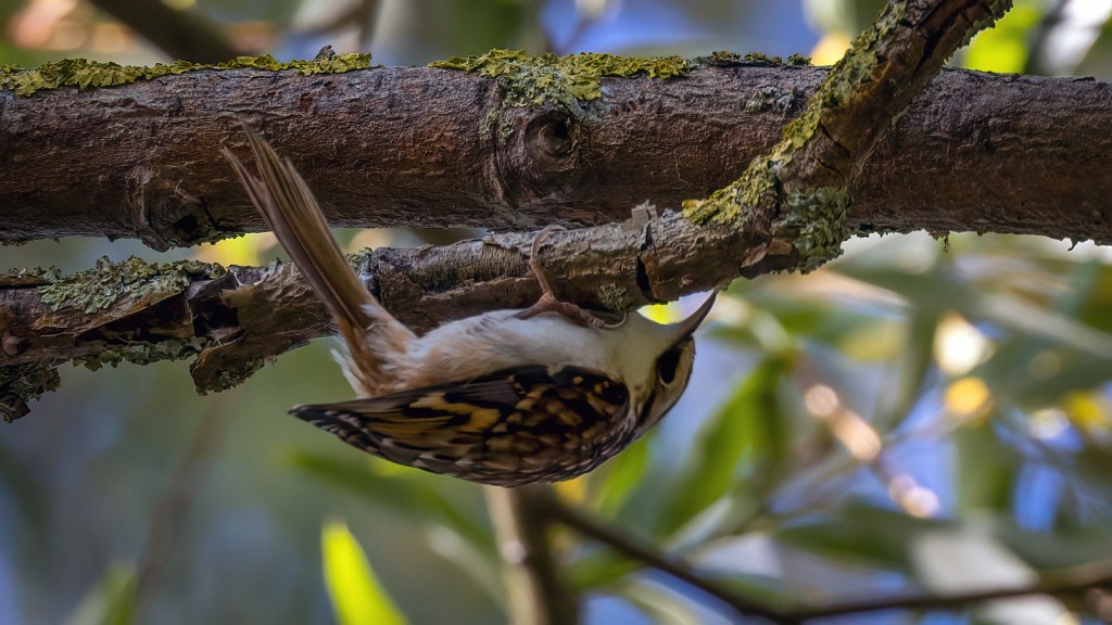 Eurasian Treecreeper
