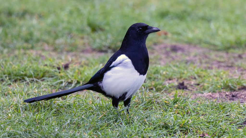 Eurasian Magpie