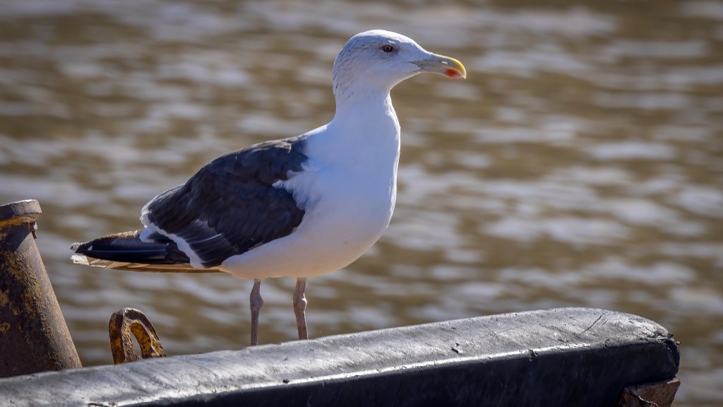 Great Black-backed Gull