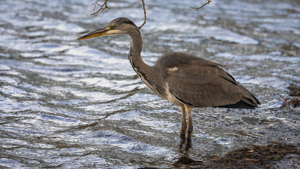 Gray Heron