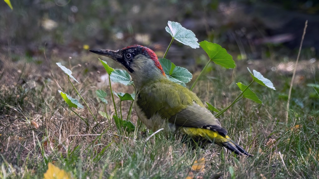 European Green Woodpecker