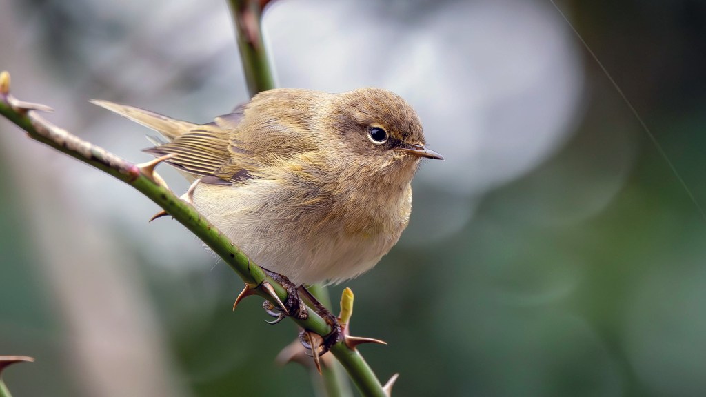 Common Chiffchaff