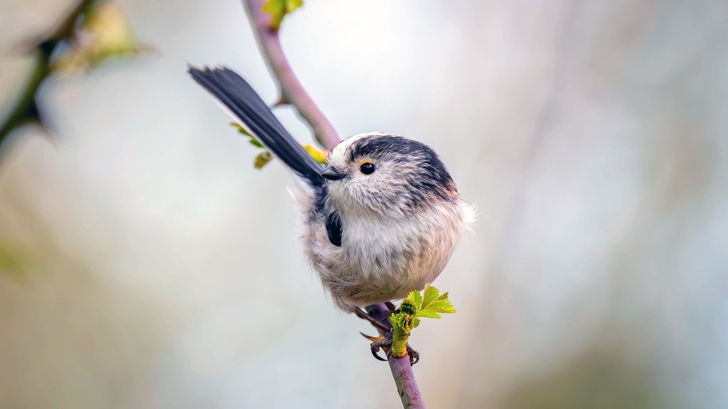 Long-tailed Tit