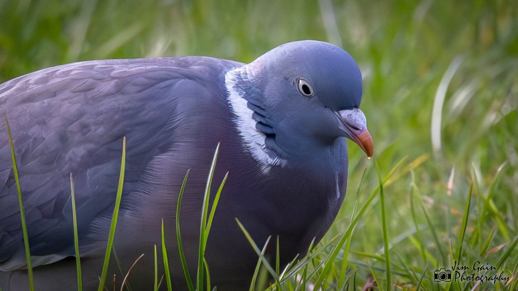 Common Wood-Pigeon