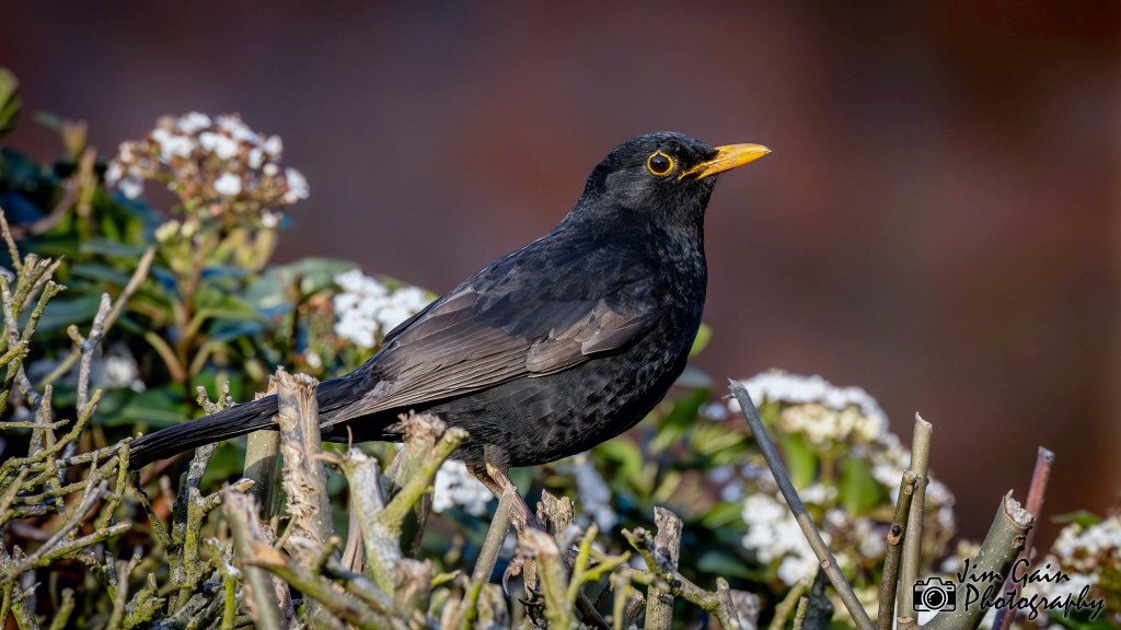 Eurasian Blackbird