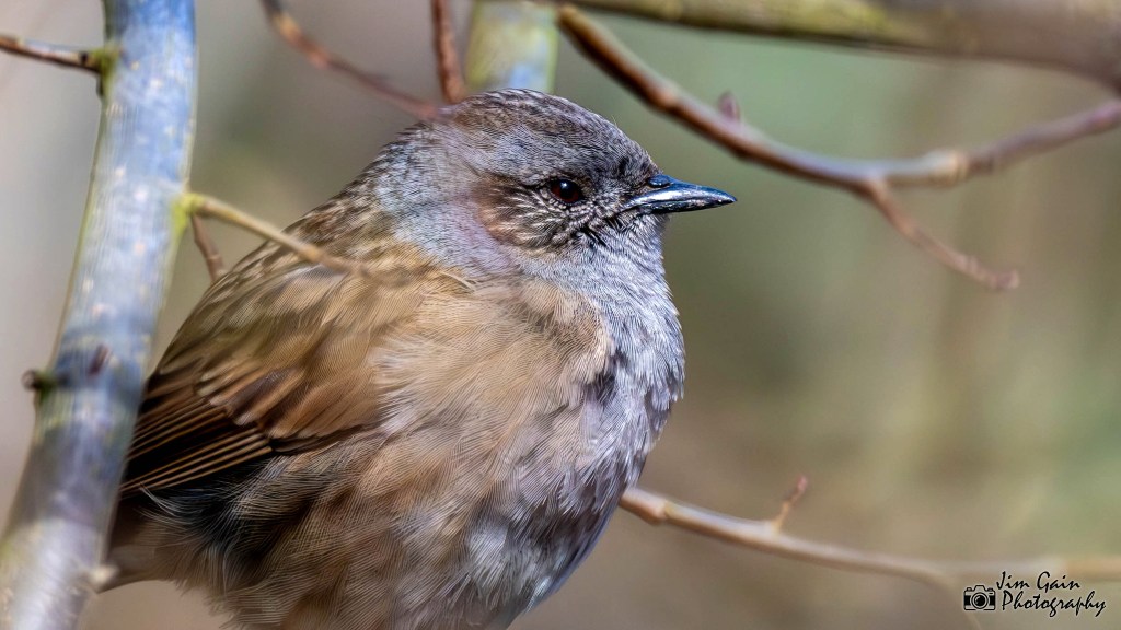 Dunnock