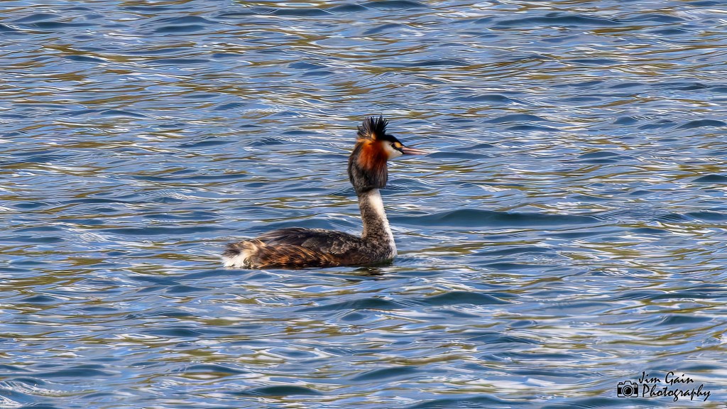 Great Crested Grebe