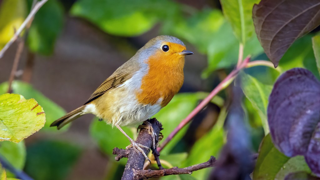 European Robin