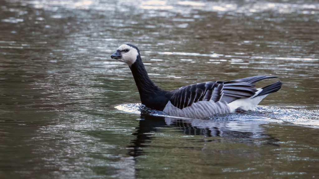 Barnacle Goose