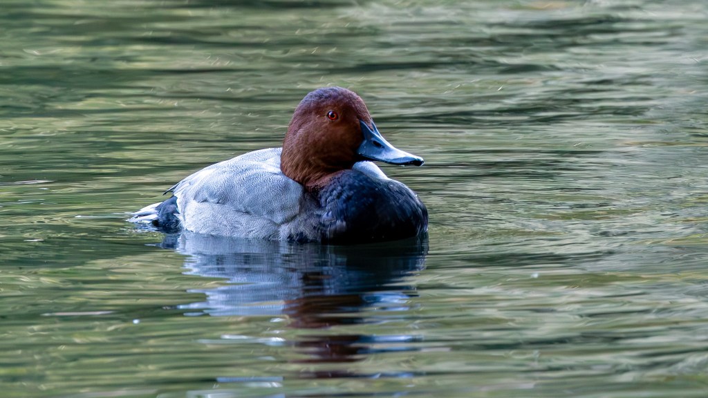 Common Pochard