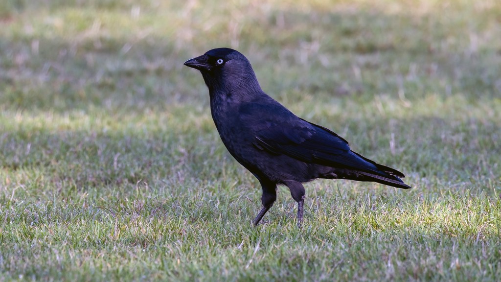 Eurasian Jackdaw