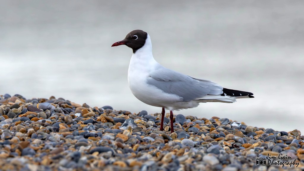 Black-headed Gull