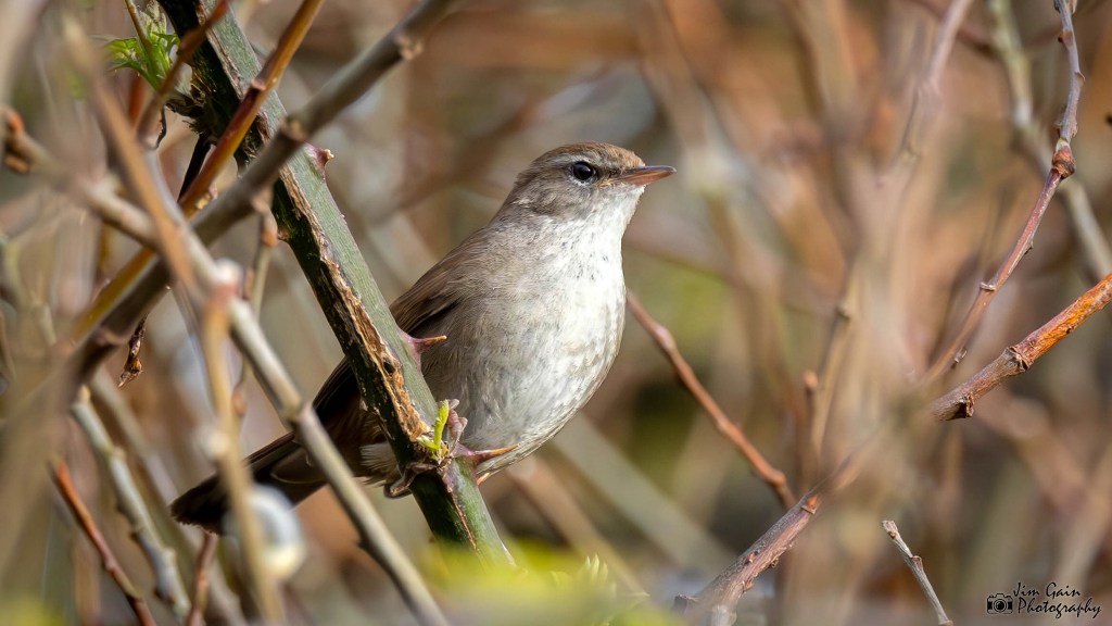 Cetti’s Warbler