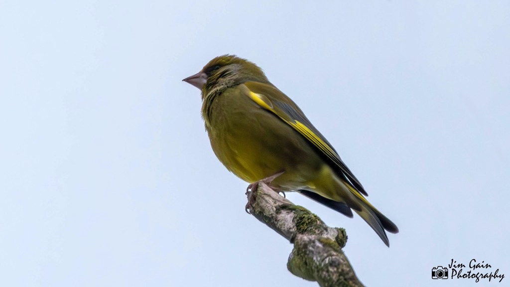 European Greenfinch