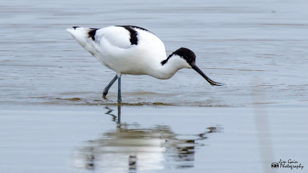 Pied Avocet