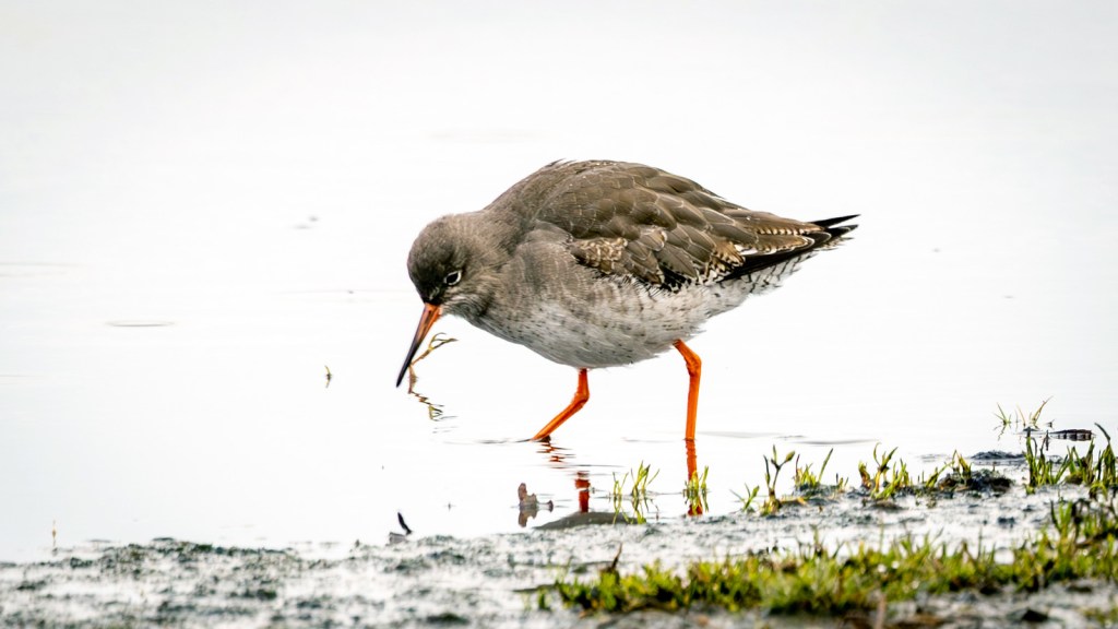 Common Redshank