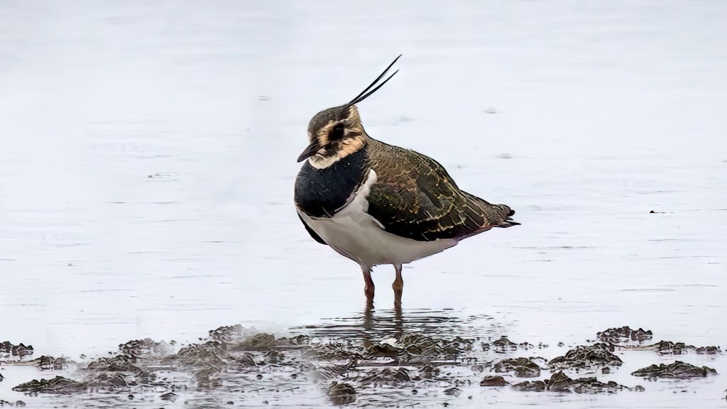 Northern Lapwing