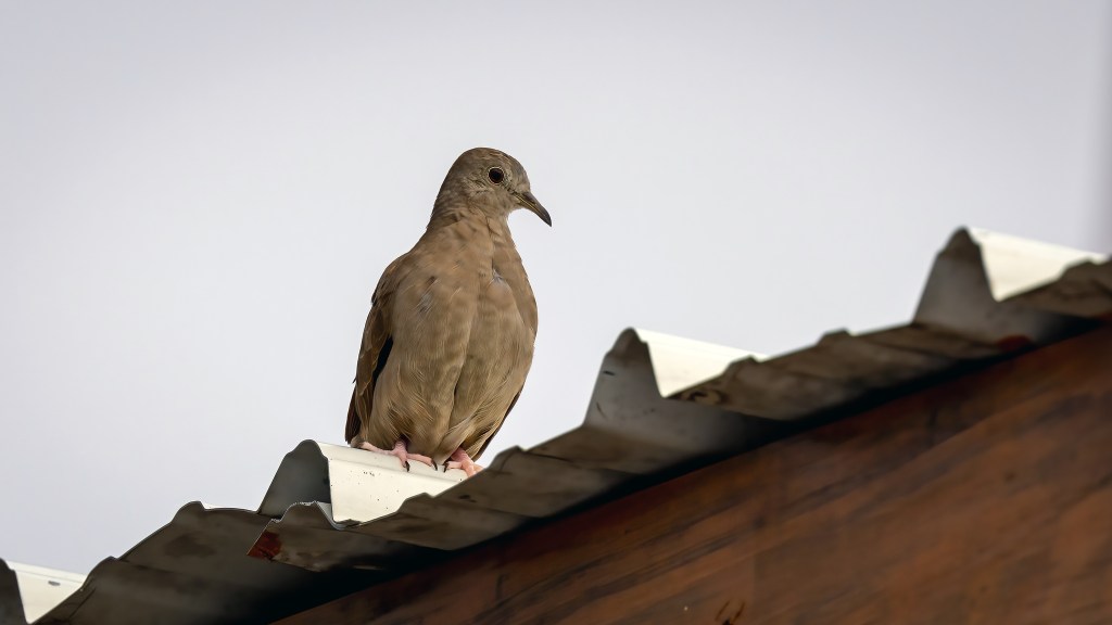 Plain-breasted Ground Dove