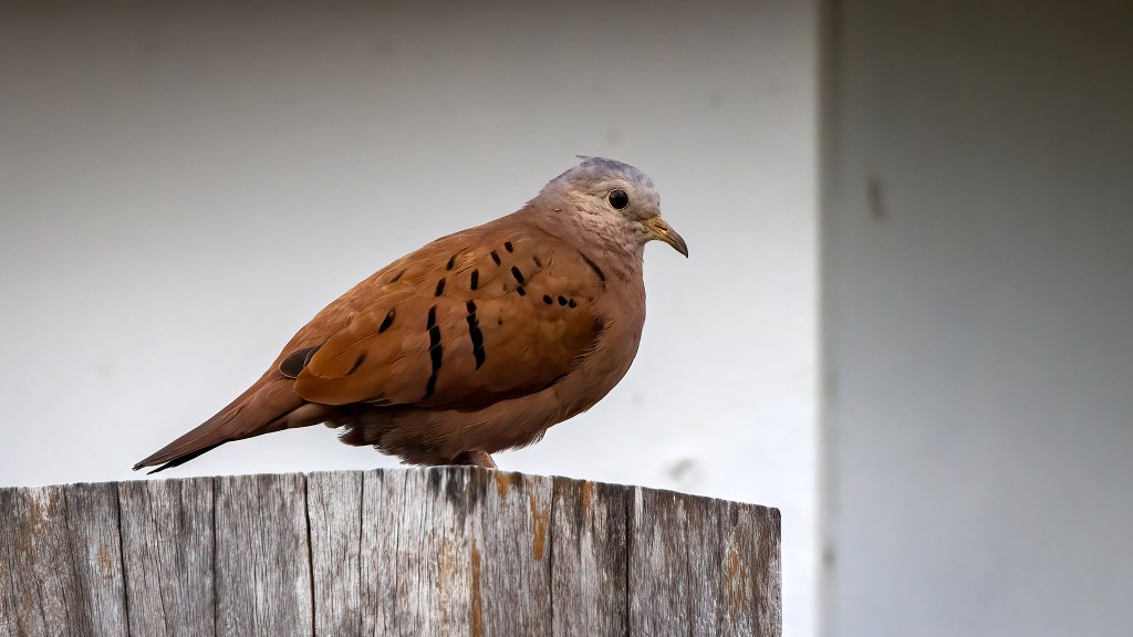 Ruddy Ground Dove