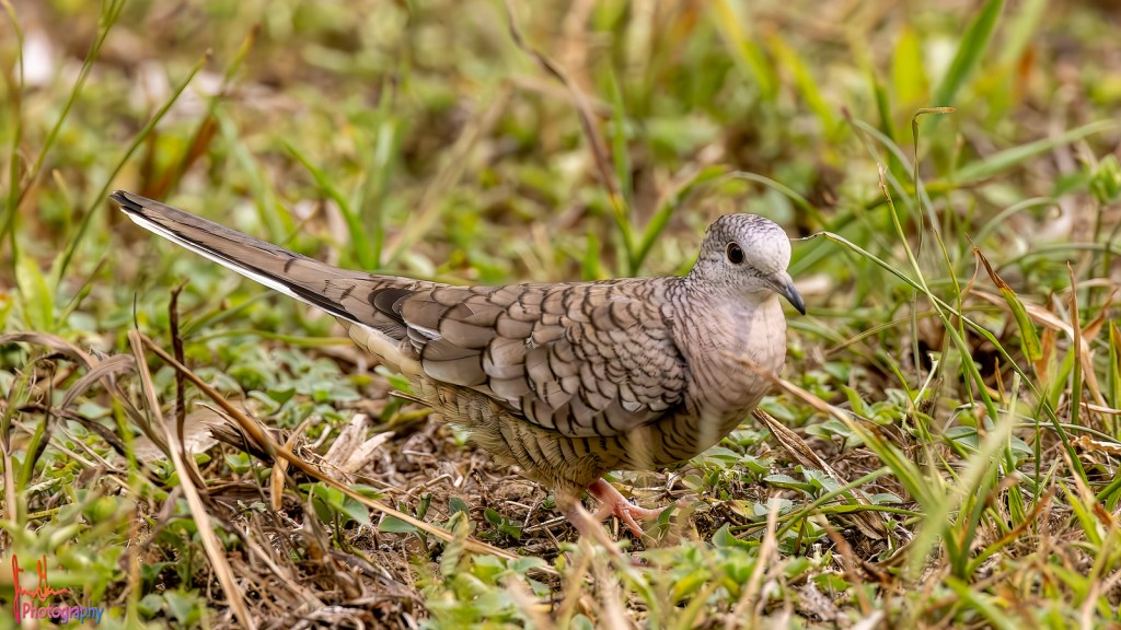 Inca Dove